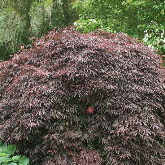 Inaba Shidare Japanese Maple growing in a landscape bed with cascading purple-red laceleaf foliage and a graceful weeping form