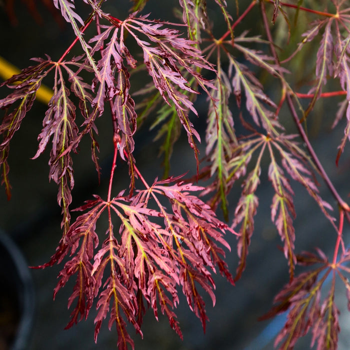 Close-up of Inaba Shidare Japanese Maple foliage showing finely cut purple-red laceleaf leaves with delicate texture