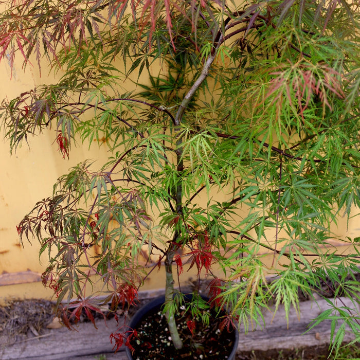 inaba shidare japanese maple in a 3-Gallon Pot