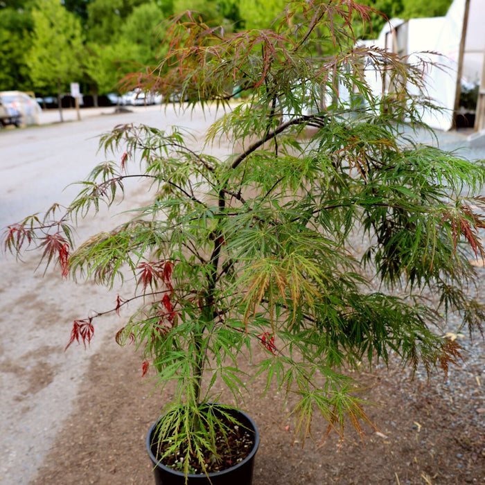 Inaba Shidare Japanese Maple in a 3 Gallon Pot ready to ship