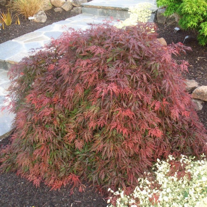 Orangeola Japanese Maple growing in a landscape bed with cascading red laceleaf foliage and a graceful weeping form
