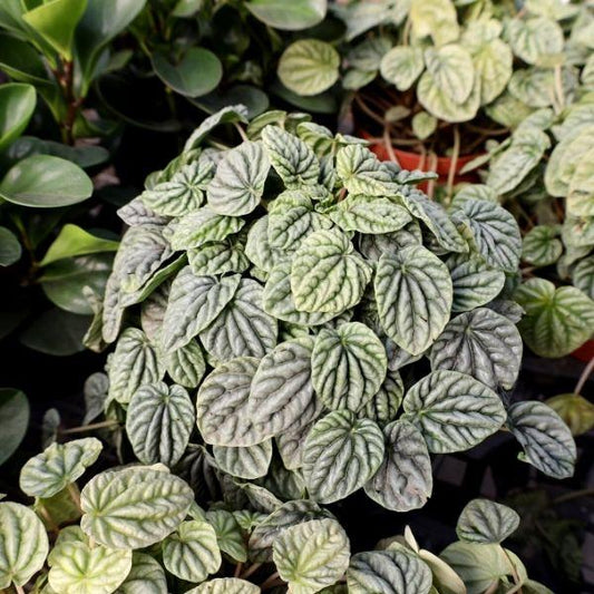 silvery green foliage on peperomia frost ripple houseplant for beginner