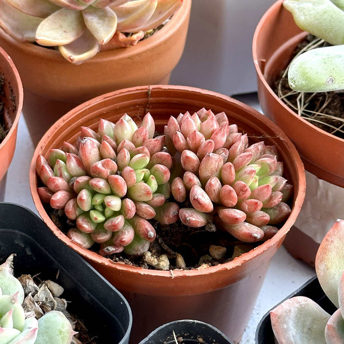 Sedeveria Pink Ruby (4 inch)(Single Head)