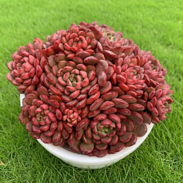 Sedeveria Pink Ruby (4 inch)(Single Head)