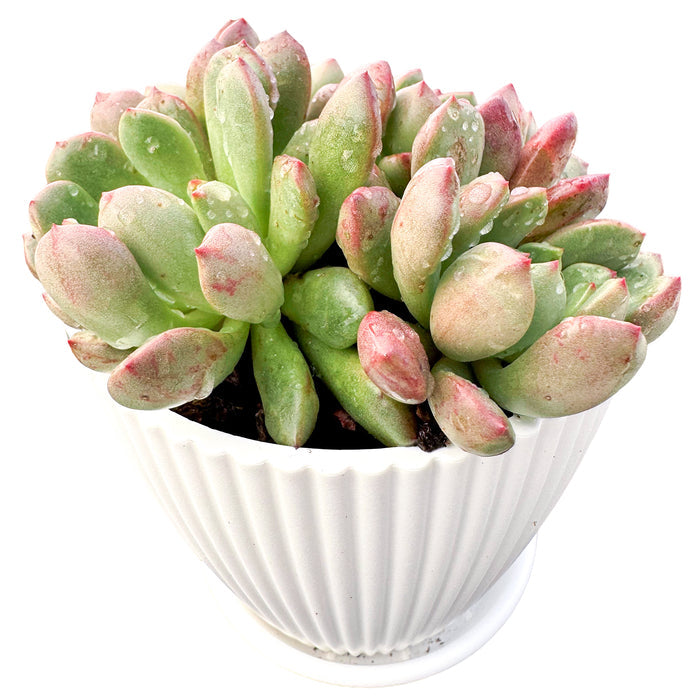 Sedeveria Pink Ruby (4 inch)(Single Head)