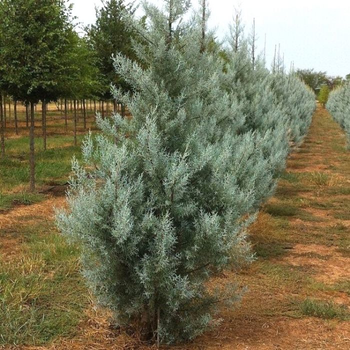Silver Smoke Cypress Tree