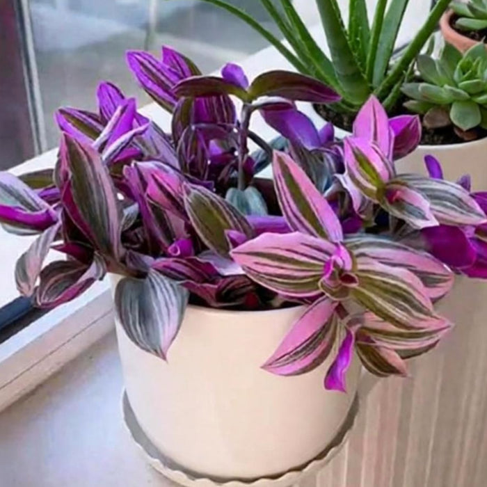 Tradescantia Nanouk / Fantasy Venice (4 inch)