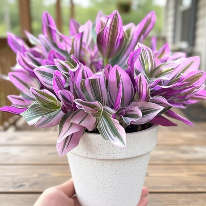 Tradescantia Nanouk / Fantasy Venice (4 inch)