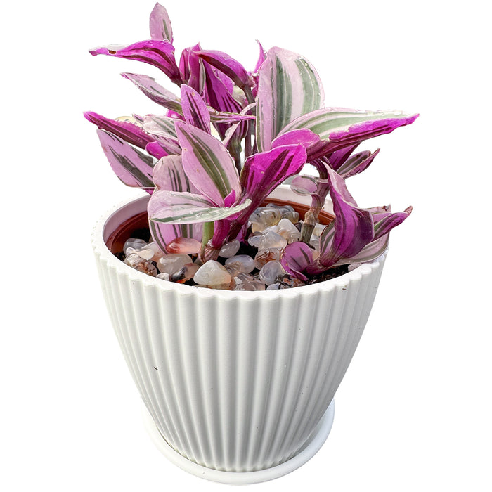 Tradescantia Nanouk / Fantasy Venice (4 inch)