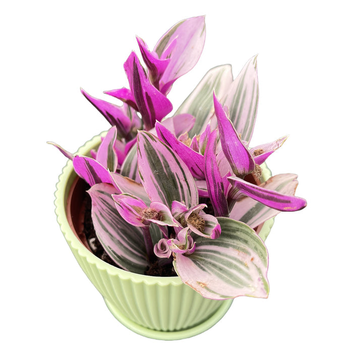 Tradescantia Nanouk / Fantasy Venice (4 inch)