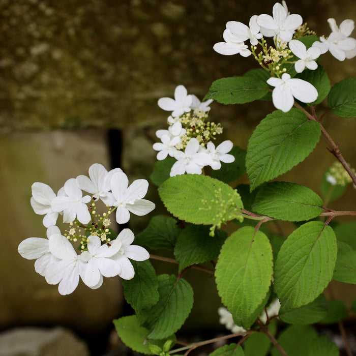 bright white blooming shrub