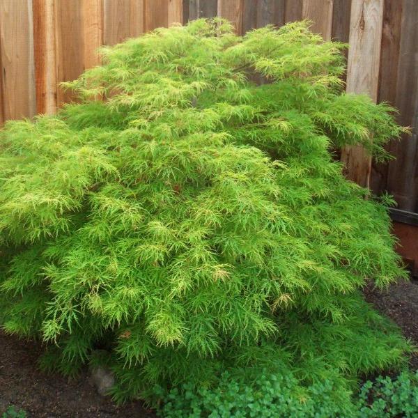 Viridis Japanese Maple growing in a landscape bed with cascading green laceleaf foliage and a graceful weeping form