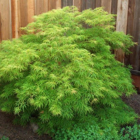 Viridis Japanese Maple growing in a landscape bed with cascading green laceleaf foliage and a graceful weeping form