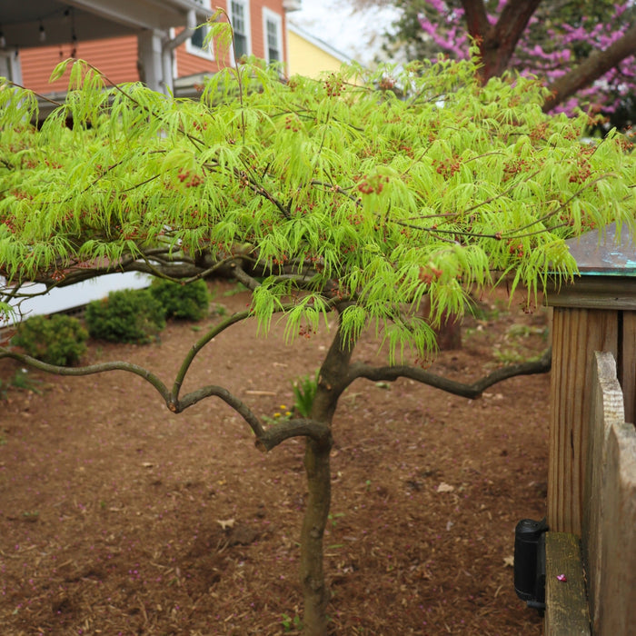 Mature Viridis Japanese Maple with a broad mounded form, layered weeping branches, and soft green foliage