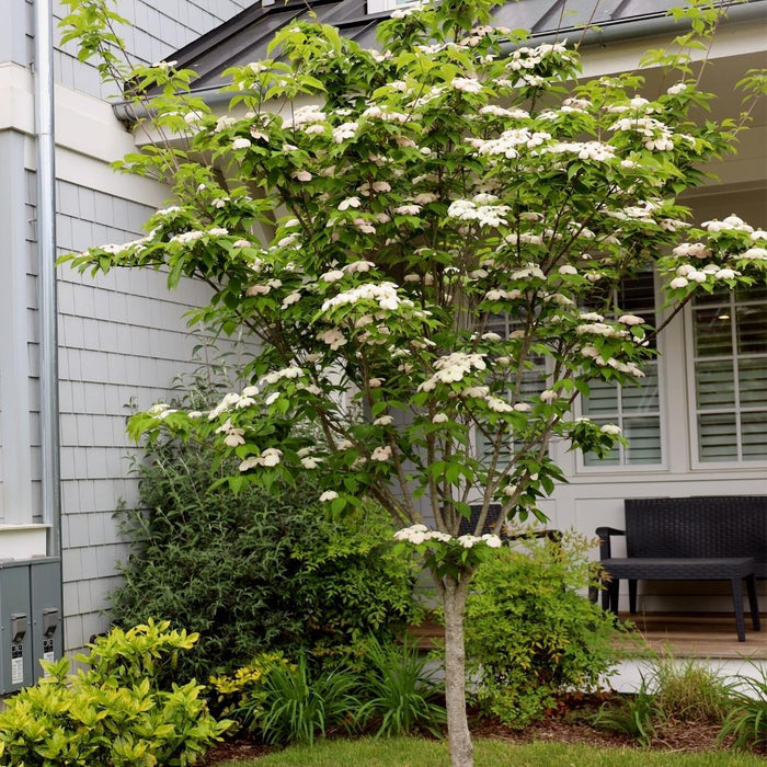 Kousa dogwood tree in a front yard landscape with layered branching and creamy white bracts, four-season ornamental focal point.