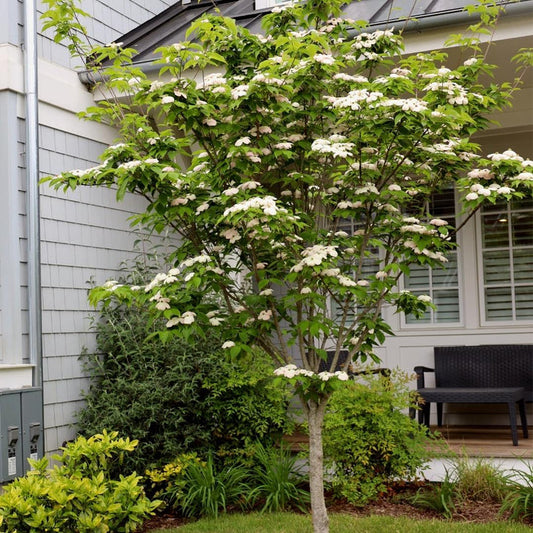 Kousa dogwood tree in a front yard landscape with layered branching and creamy white bracts, four-season ornamental focal point.