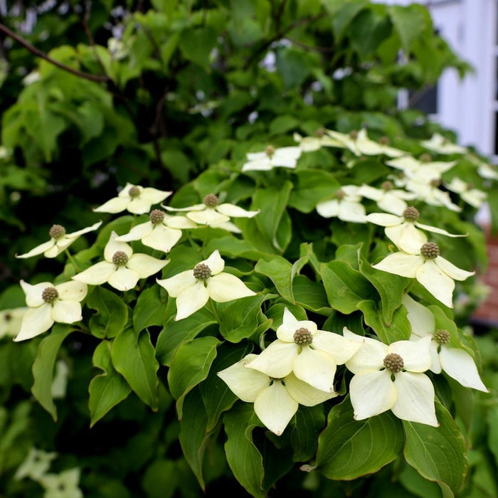 Close-up of Cornus kousa white bracts in late spring, showing pointed petals and green centers on fresh foliage.