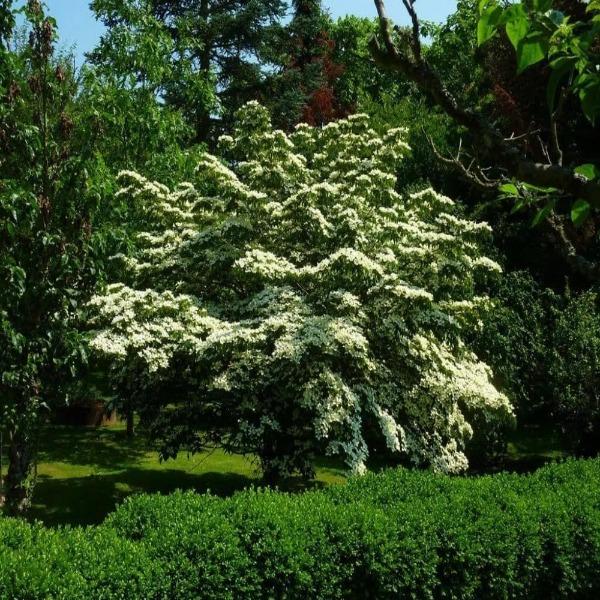 Kousa dogwood canopy with dense summer leaves and broad, layered form, ideal small-to-medium flowering tree for shade.