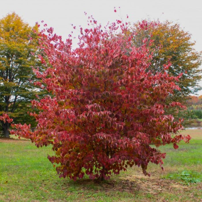 Kousa Dogwood in Fall showing its fabulous Maroon Fall Color