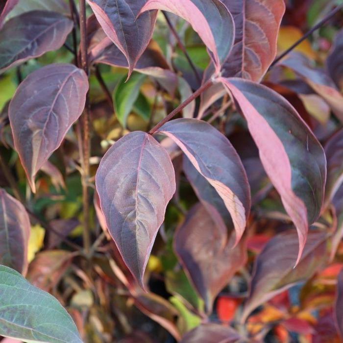 Fall color of the kousa dogwood tree